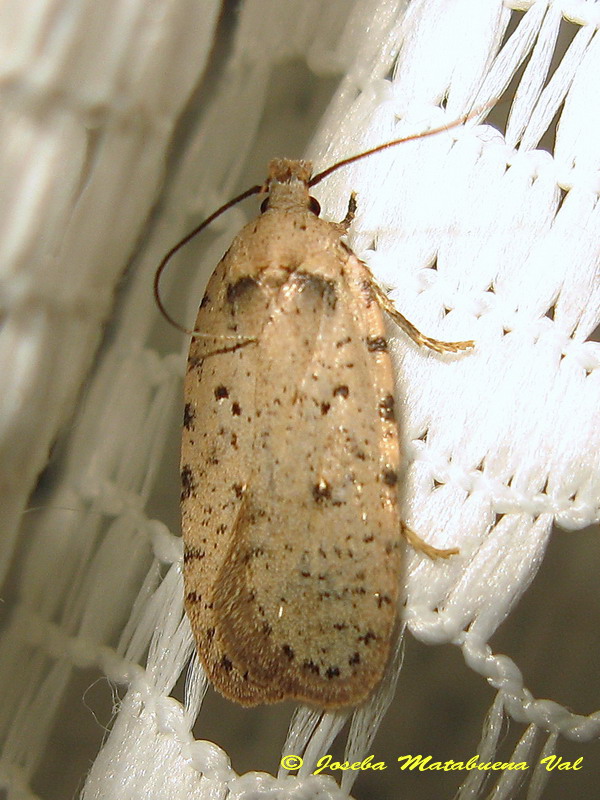 Agonopterix yeatiana - Elachistidae ? No, Agonopterix adspersella